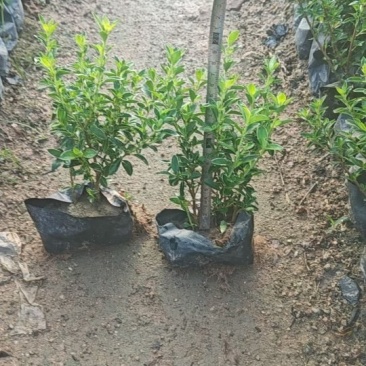 金边六月雪，大小规格袋苗，及各种绿化苗木支持视频看货