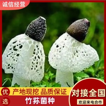 竹荪菌种大量菌种供应产地直发新鲜采购