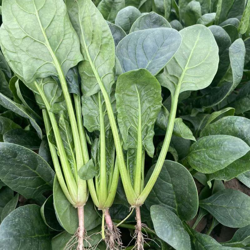 山东菠菜大量上市品质保障，量大从优全国发货可电话联系