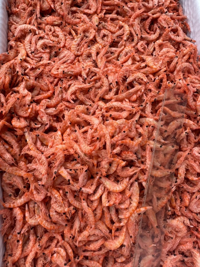 南极磷虾，磷虾，个头均匀，干度较好