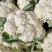 优质新梗白面小米粒松花菜