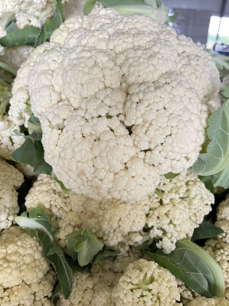 优质新梗白面小米粒松花菜