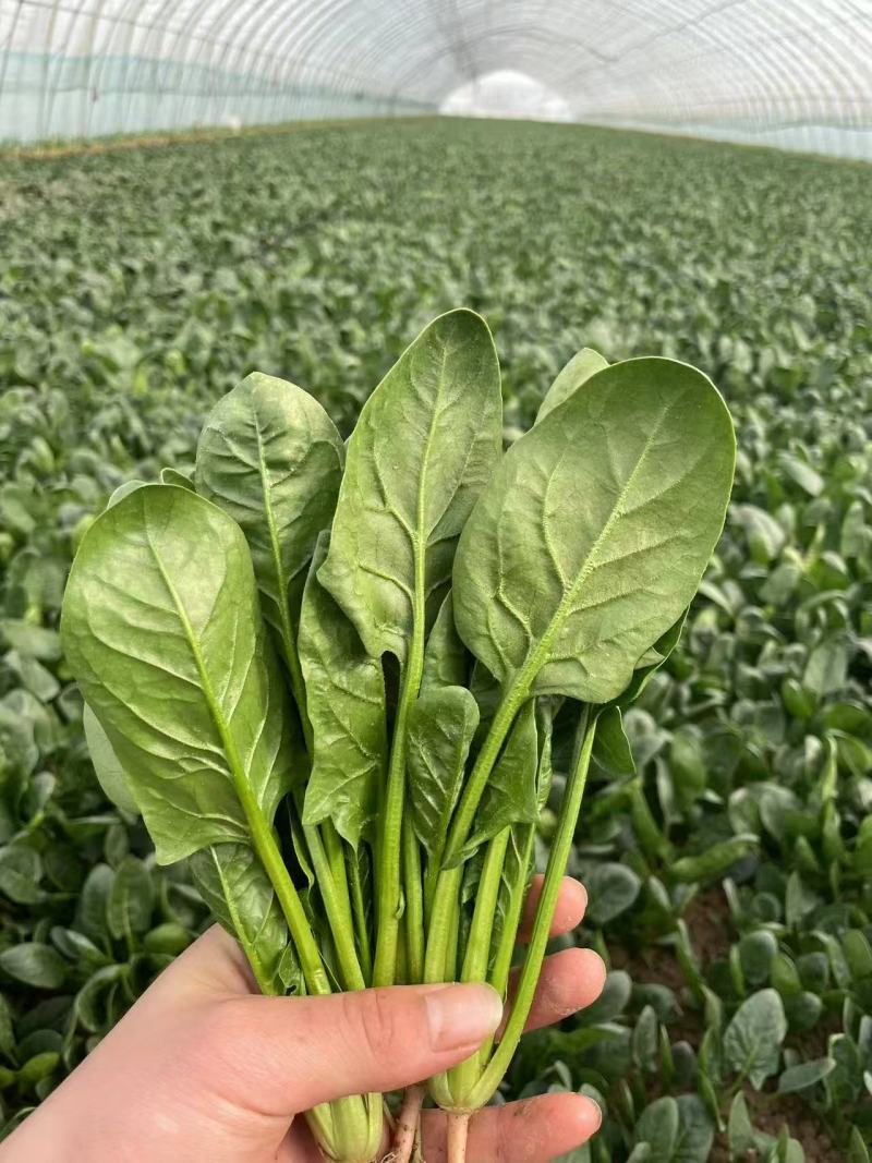 山东菠菜大量上市品质保障，量大从优全国发货可电话联系
