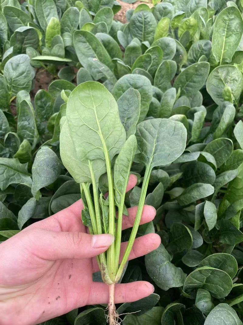 山东菠菜大量上市品质保障，量大从优全国发货可电话联系