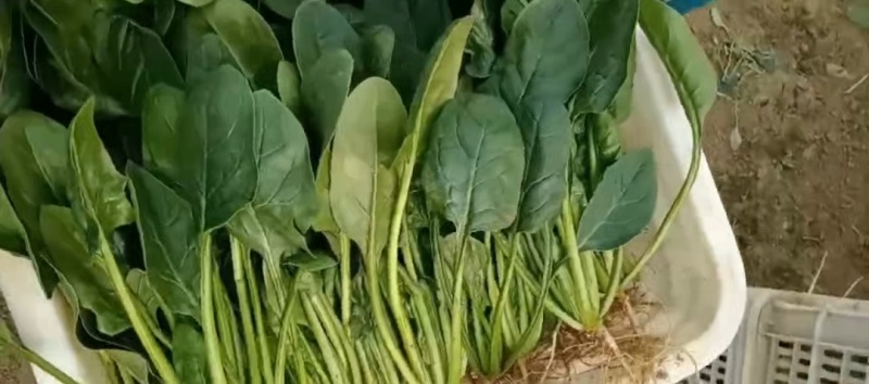 山东菠菜大量上市品质保障，量大从优全国发货可电话联系