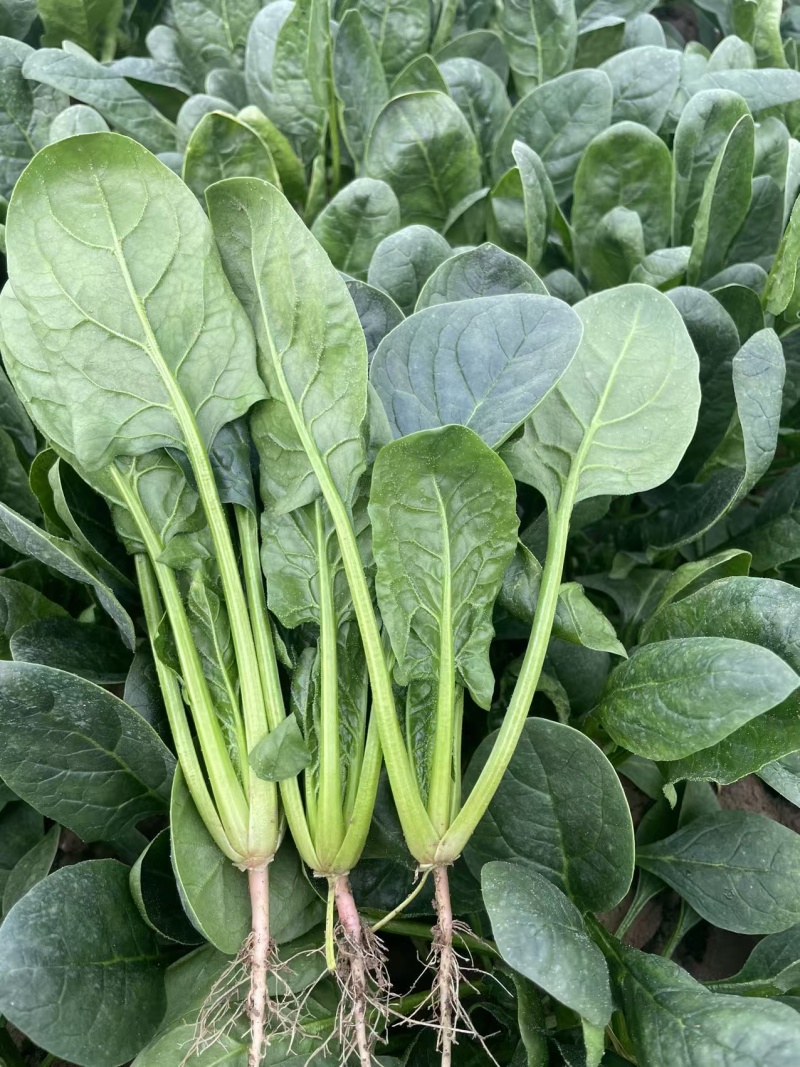 山东菠菜大量上市品质保障，量大从优全国发货可电话联系