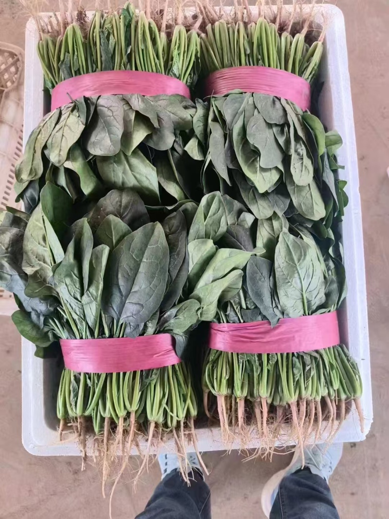 山东菠菜大量上市品质保障，量大从优全国发货可电话联系