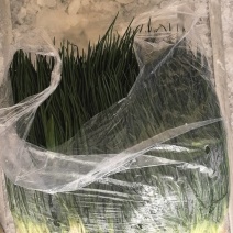 精品小葱