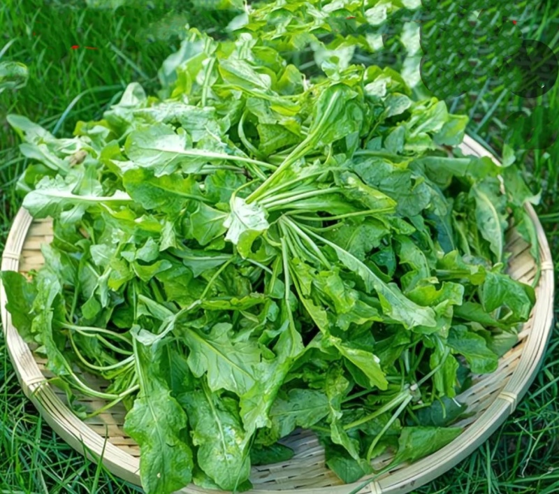 2025年野菜大叶荠菜地菜包子饺子火锅