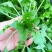 2025年野菜大叶荠菜地菜包子饺子火锅