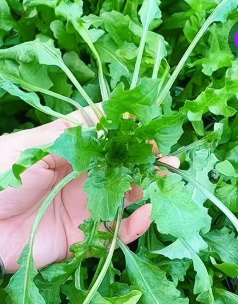 2025年野菜大叶荠菜地菜包子饺子火锅