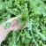 2025年野菜大叶荠菜地菜包子饺子火锅