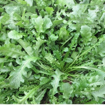 2025年野菜大叶荠菜地菜包子饺子火锅
