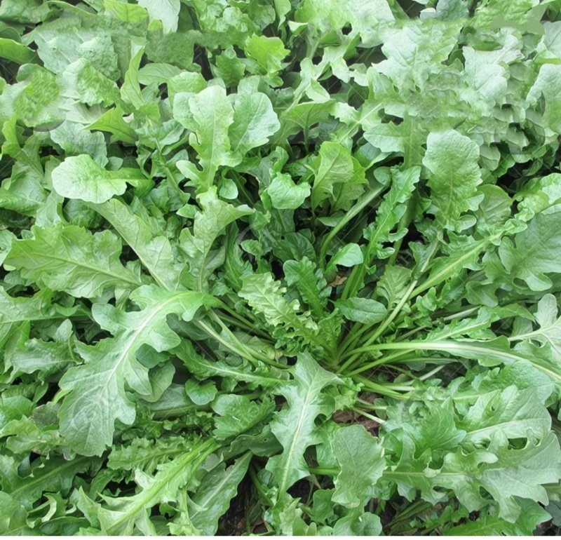 2025年野菜大叶荠菜地菜包子饺子火锅