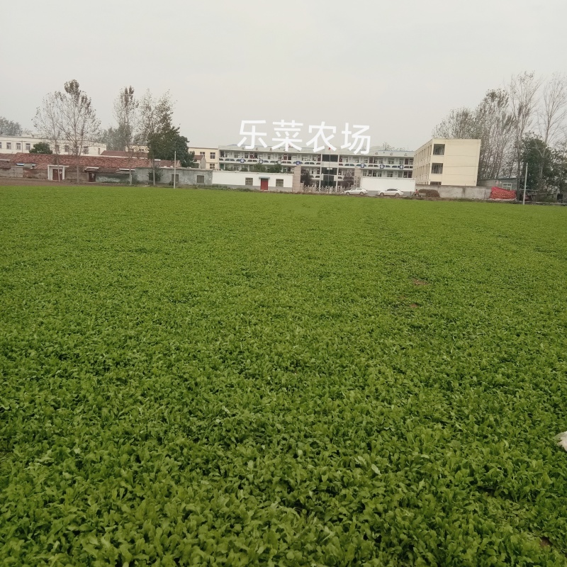 2025年野菜大叶荠菜地菜包子饺子火锅