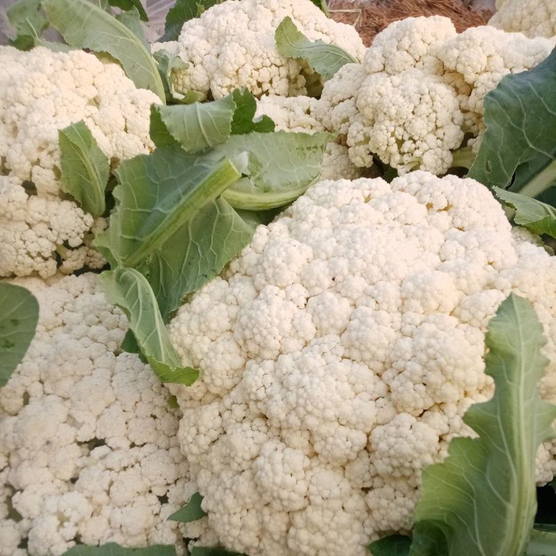 菜花安徽有机松花菜白面青梗散花货源稳定代收代发全国