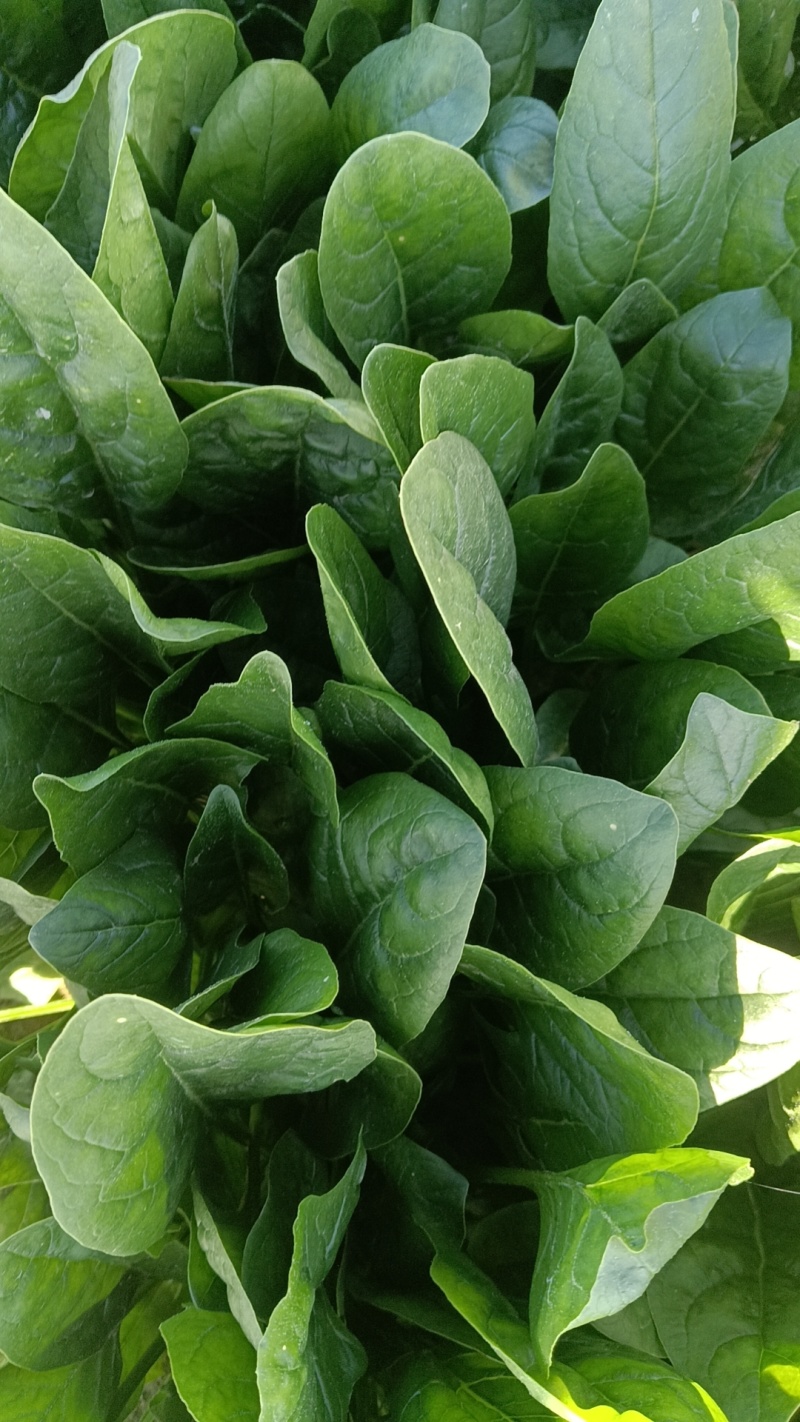 精品大叶菠菜产地直发价格优惠支持视频看货欢迎来电洽