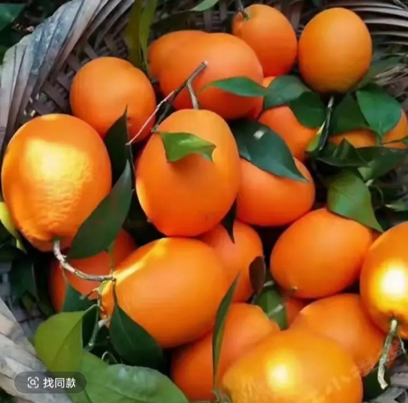 纽荷尔脐橙