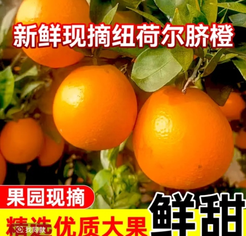 纽荷尔脐橙