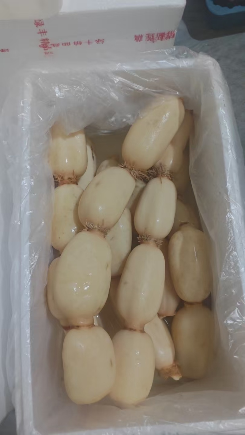 莲藕白莲藕大量供应货源充足新鲜发货对接全国