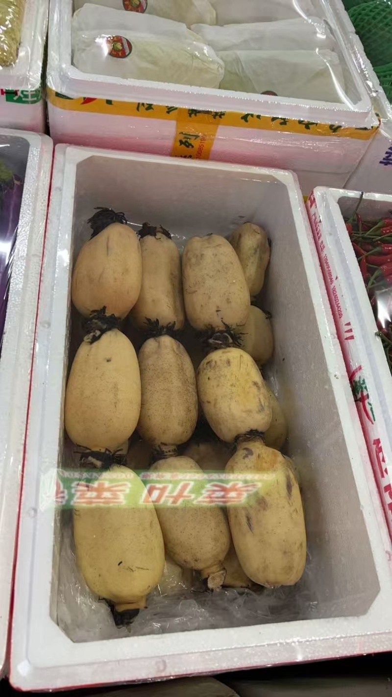 莲藕白莲藕大量供应货源充足新鲜发货对接全国