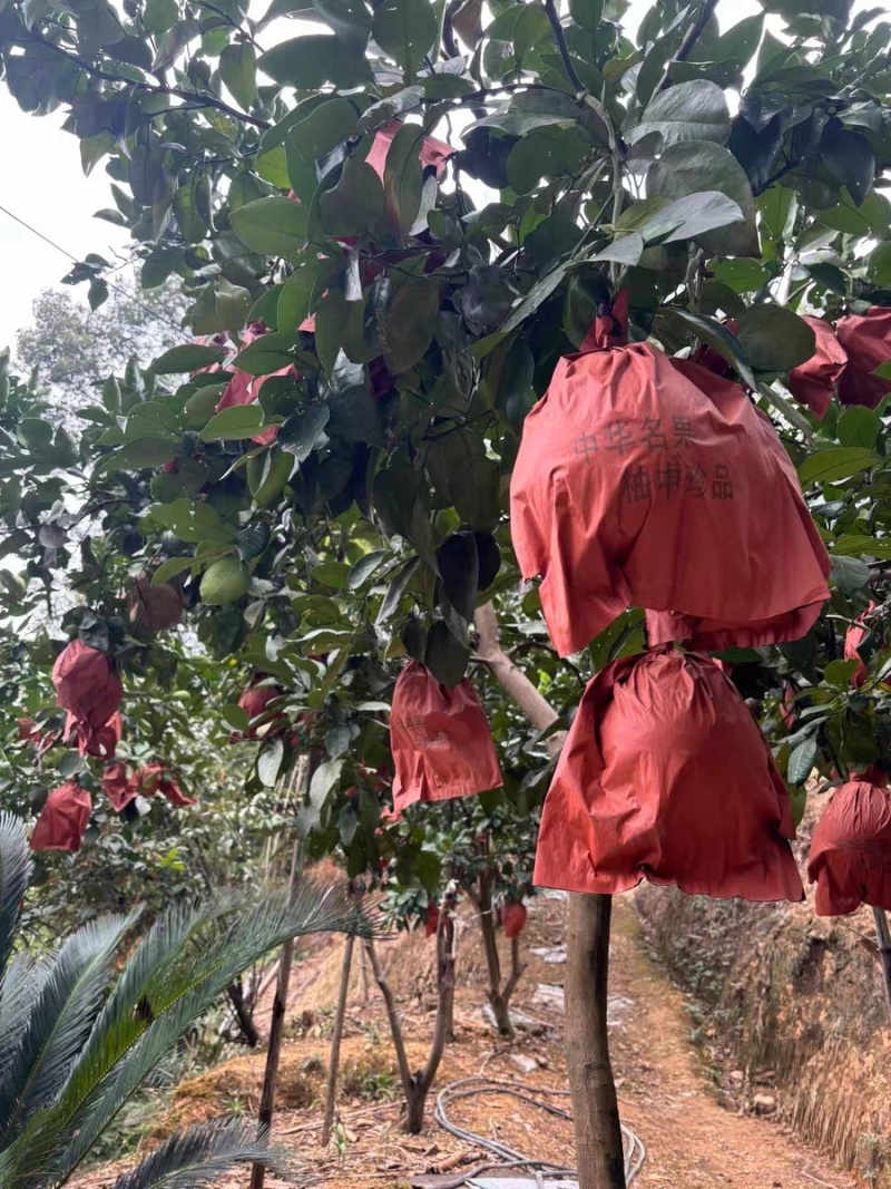江西马家柚，孕妇高血糖可食用，糖度15.8基地直发
