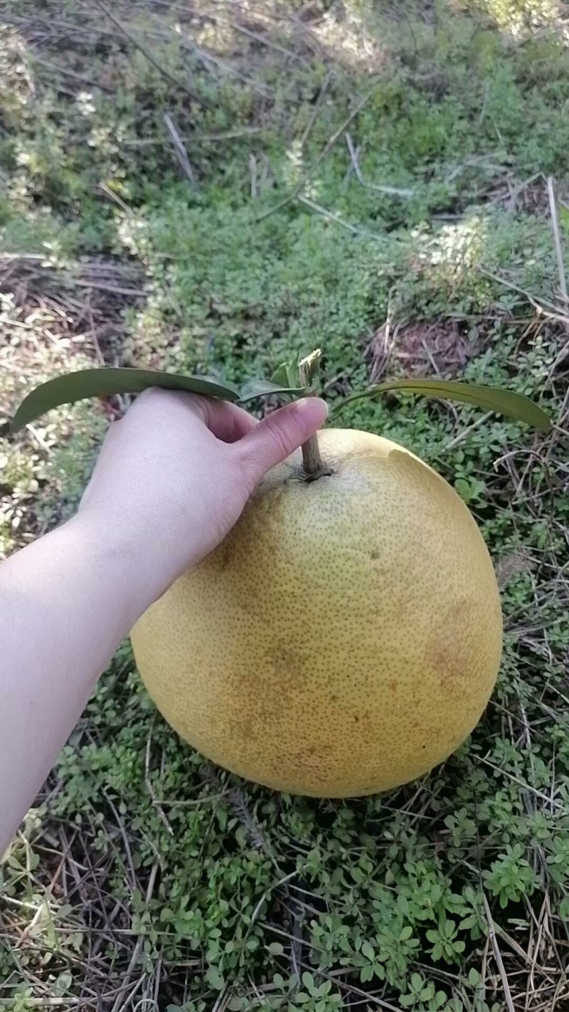 江西马家柚，孕妇高血糖可食用，糖度15.8基地直发