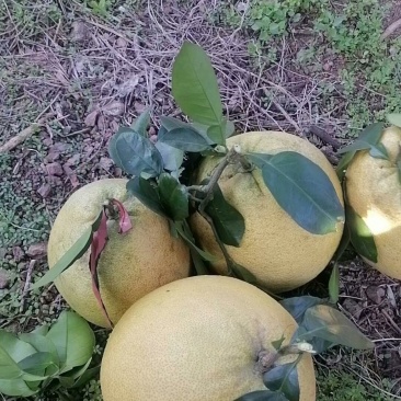 江西马家柚，孕妇高血糖可食用，糖度15.8基地直发