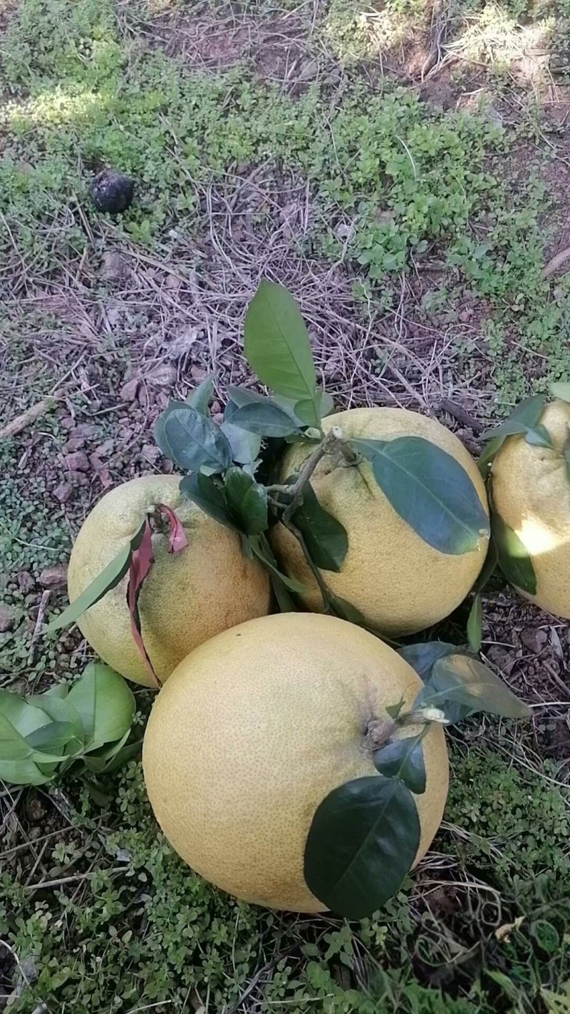 江西马家柚，孕妇高血糖可食用，糖度15.8基地直发