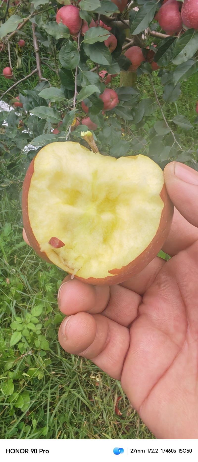 昭通糖心丑苹果