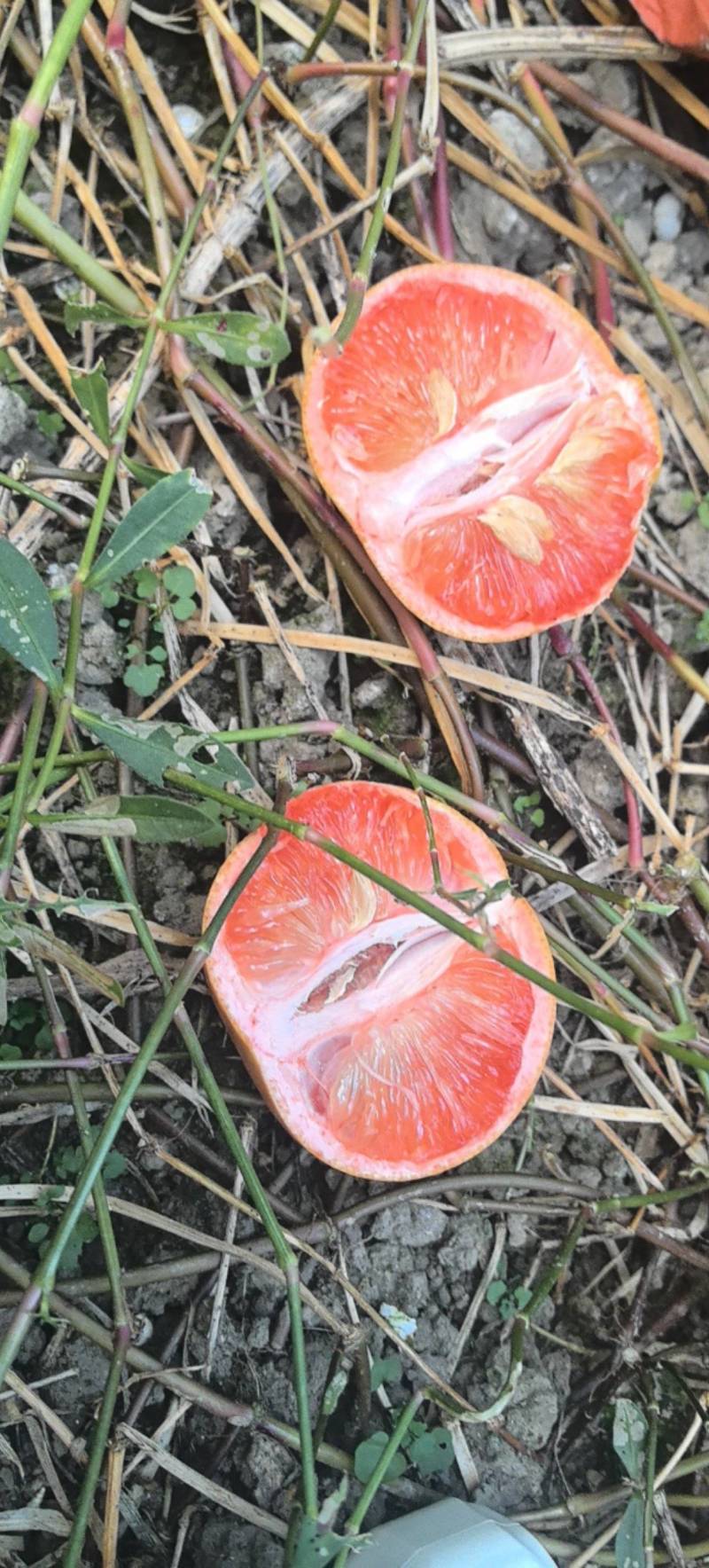 福建平和三红葡萄柚，纯甜的，产地直发需要的老板请联系