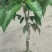 荔枝苗桂味荔枝苗基地直供量大从优成活高欢迎联系