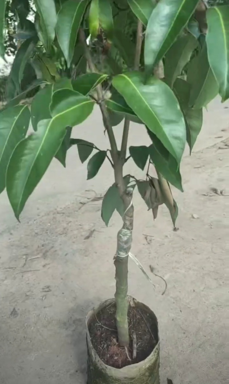 荔枝苗桂味荔枝苗基地直供量大从优成活高欢迎联系