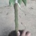 荔枝苗桂味荔枝苗基地直供量大从优成活高欢迎联系