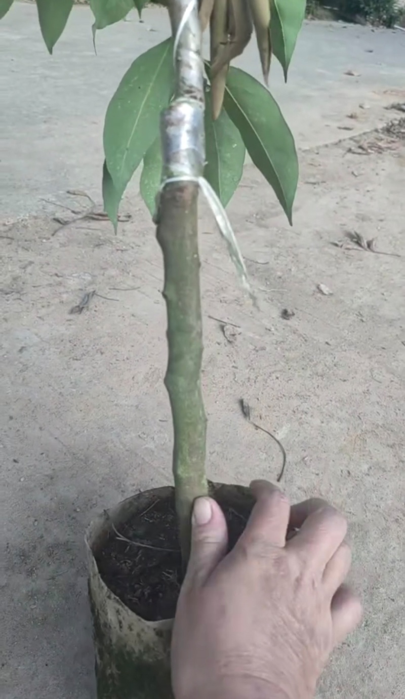 荔枝苗桂味荔枝苗基地直供量大从优成活高欢迎联系