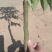 荔枝苗桂味荔枝苗基地直供量大从优成活高欢迎联系