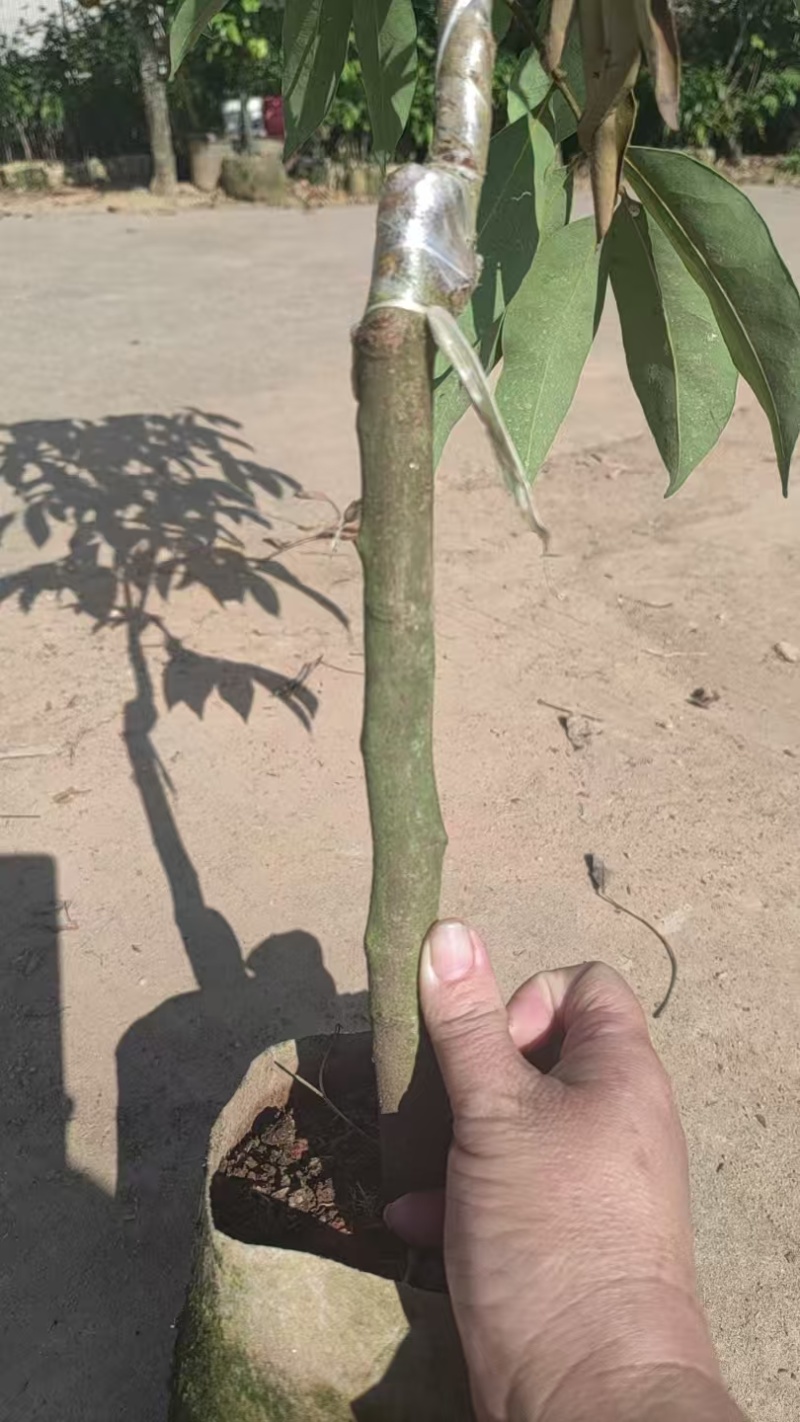 荔枝苗桂味荔枝苗基地直供量大从优成活高欢迎联系