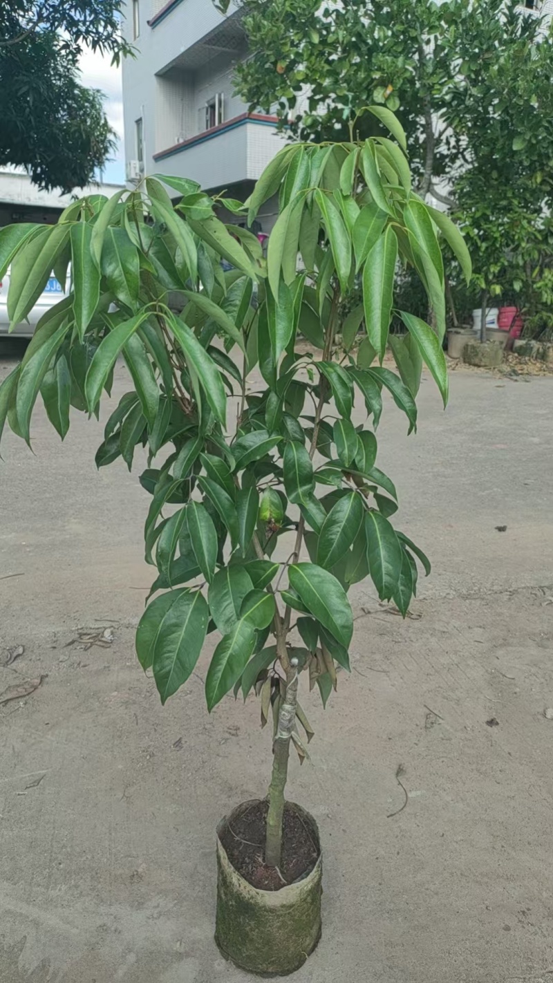 荔枝苗桂味荔枝苗基地直供量大从优成活高欢迎联系
