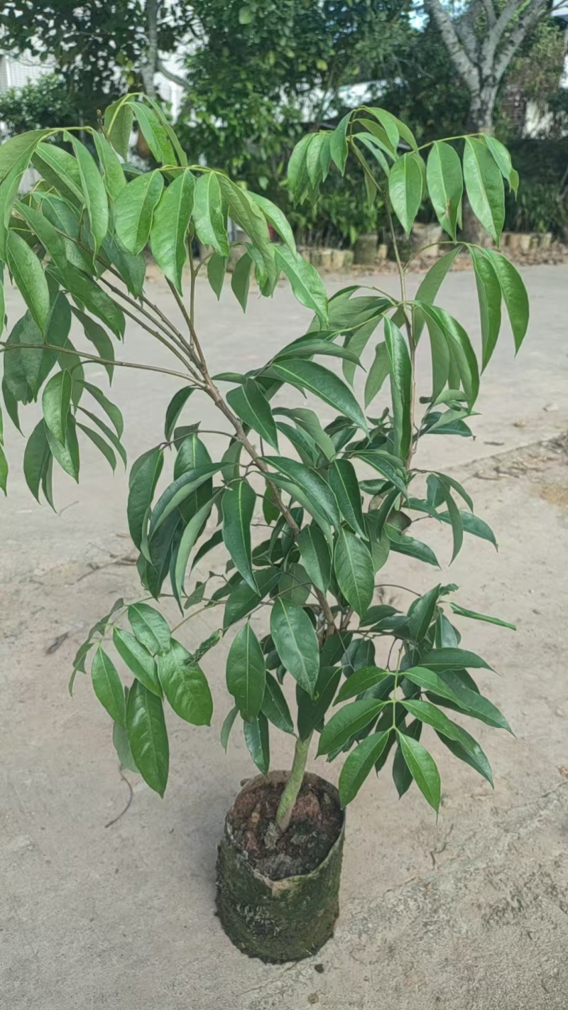 荔枝苗桂味荔枝苗基地直供量大从优成活高欢迎联系