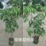 荔枝苗桂味荔枝苗基地直供量大从优成活高欢迎联系