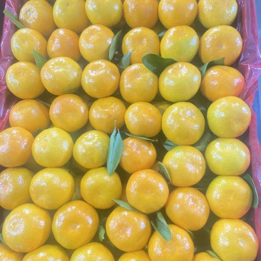 石门蜜橘