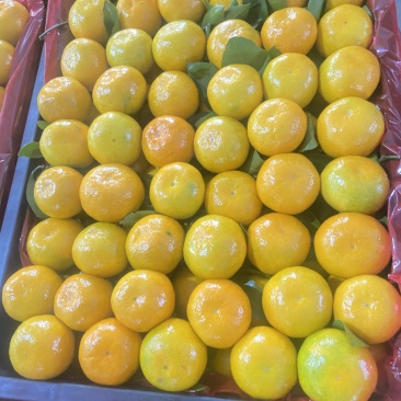 石门蜜橘可洗果可打蜡