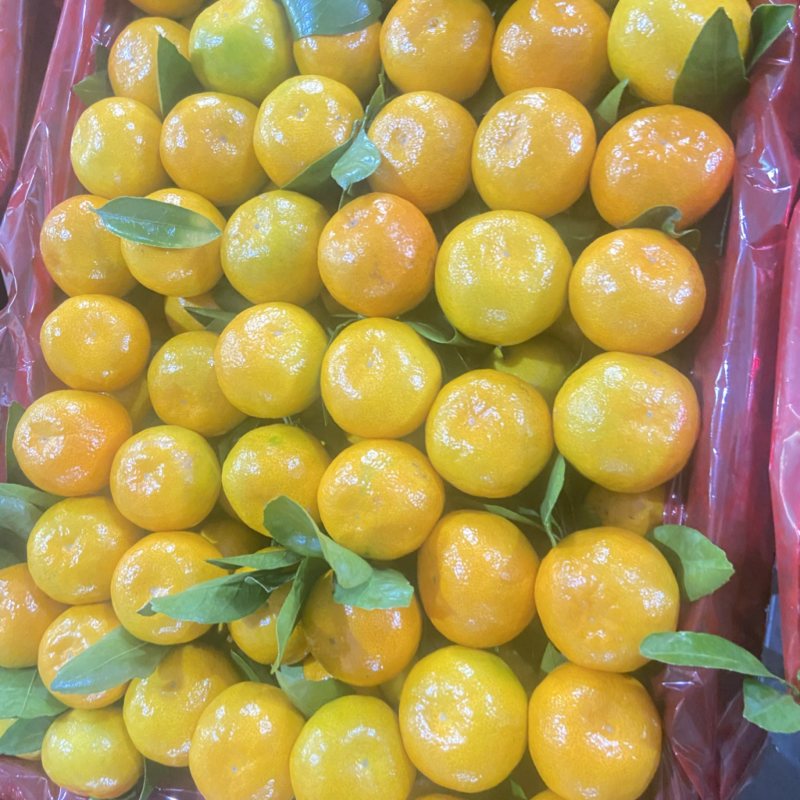 石门蜜橘(๑؂๑)🍊