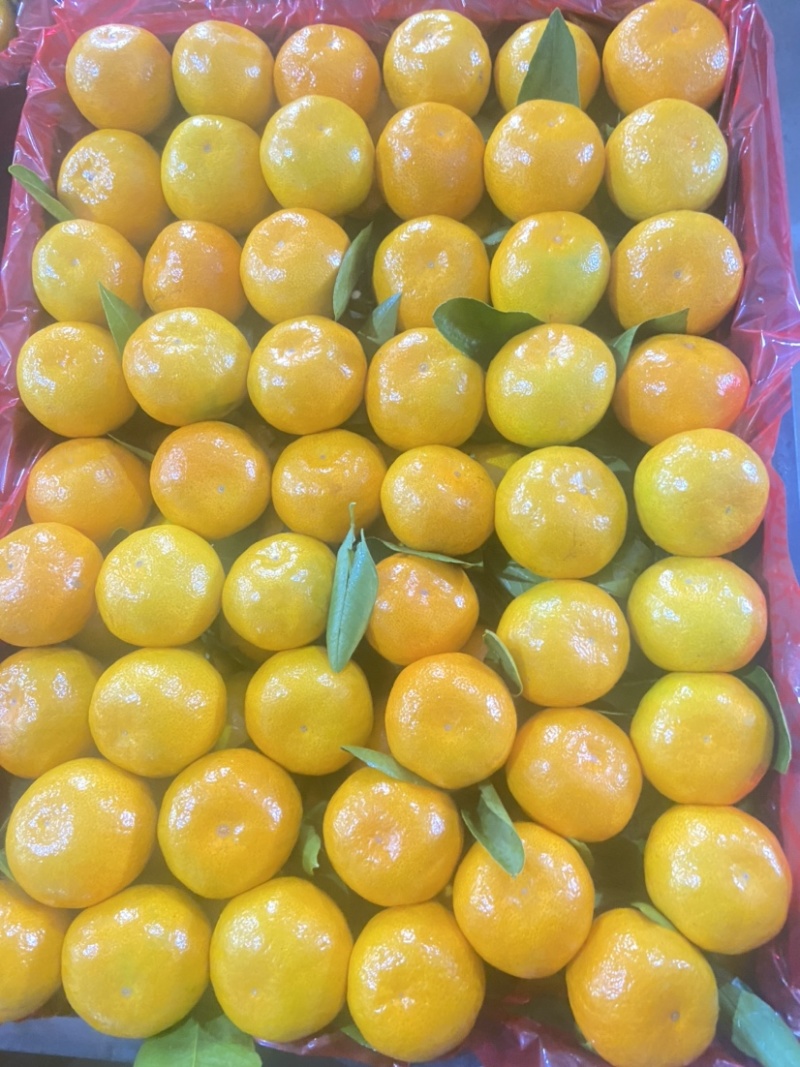 湖南石门蜜橘