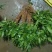 沉香树苗沉香芽苗奇楠苗基地供量大从优易成活欢迎联系
