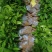 沉香树苗沉香芽苗奇楠苗基地供量大从优易成活欢迎联系