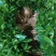 沉香树苗沉香芽苗奇楠苗基地供量大从优易成活欢迎联系