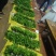 沉香树苗沉香芽苗奇楠苗基地供量大从优易成活欢迎联系