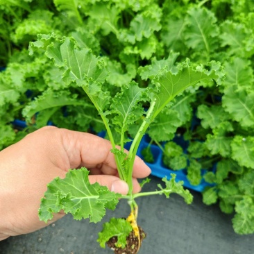 《甘蓝苗》羽衣甘蓝牛心甘蓝紫甘蓝包菜苗基地直发
