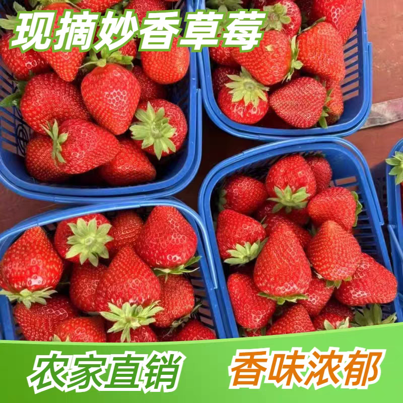 妙香草莓供应中对接市场档口商超量大从优欢迎来电咨询订购